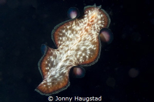 A swimming Flatworm shot tonight, got lucky :-) by Jonny Haugstad 